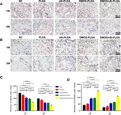 Immunohistochemical Analysis Of Inos A And Cd206 B Expression Level