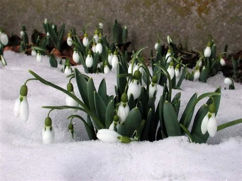 Snowdrops Snow Plants Spring Hd Wallpaper Rare Gallery