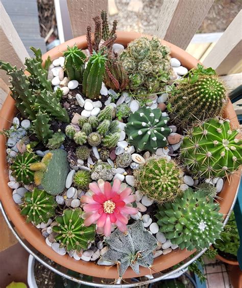 Cacti Pot With Flowering Cacti Finallyyyy Rsucculents