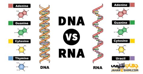 Dna Rna