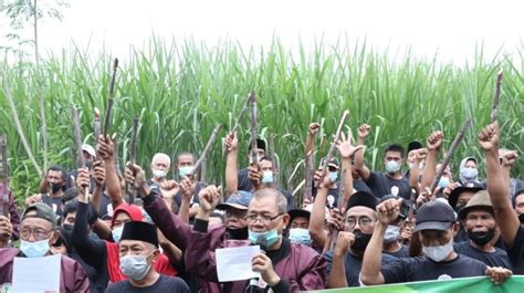 Demi Swasembada Gula Petani Tebu Di Jateng Beri Dukungan Ke Ganjar