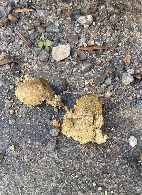 How Do You Get Dried Poop Off A Dog