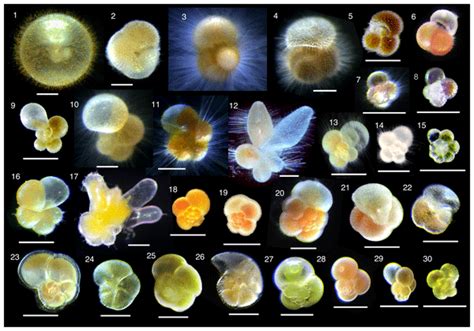 BG Characterizing Photosymbiosis In Modern Planktonic Foraminifera