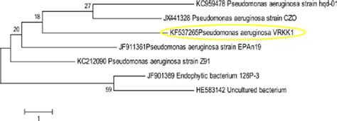 Phylogenetic Tree Of Pseudomonas Aeruginosa Vrkk1 Download Scientific Diagram