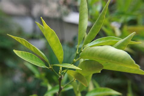 Primer censo mundial de plantas revela que una quinta parte están en