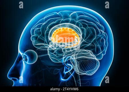 Illustration De Rendu 3D De La Vue Radiologique Du Profil Du Noyau