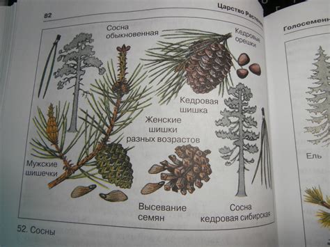 как отличить шишки сосны,лиственницы и ели - Школьные Знания.com