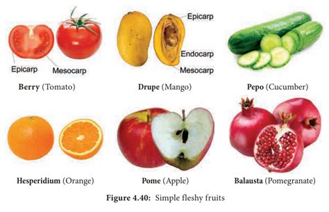 Simple Fruits and its Types: Fleshy and Dry Fruit - Botany | Botany ...