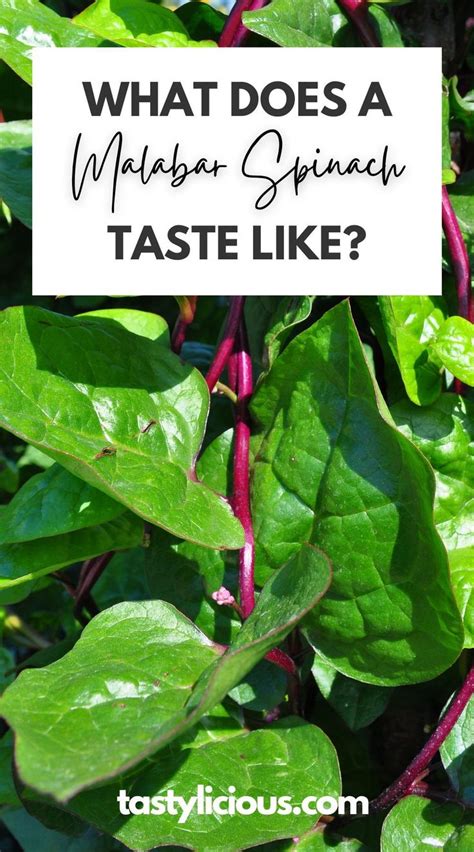 What Does Malabar Spinach Taste Like Tastylicious Malabar Spinach