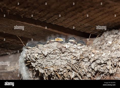 Hirundo rustica. The nest of the Barn Swallow in nature. Russia, the ...