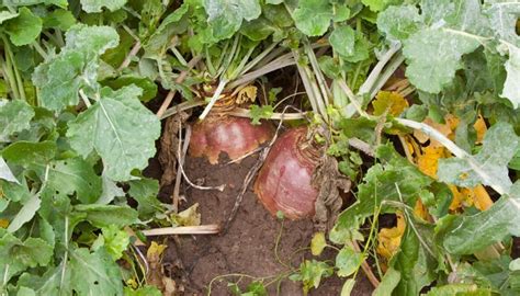 How To Grow Rutabaga Complete Guide With Expert Tips Rennie Orchards