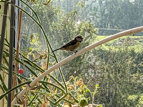 Blue Tit Visitor Wark September 2023 Alljengi Flickr