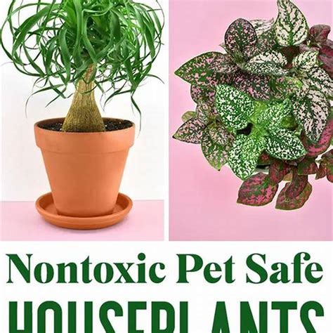 Are Plants Safe For Cats Diy Seattle