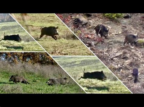 Migliori Momenti Di Caccia Al Cinghiale K Special Wildboar