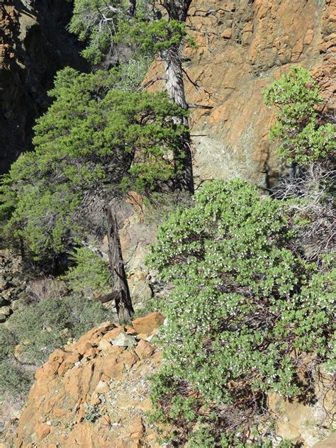 Plantfiles Pictures Arctostaphylos Species The Cedars Manzanita Arctostaphylos Bakeri Subsp