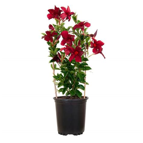 United Nursery Mandevilla Hoop Red Live Outdoor Vining Plant In 6 Inch