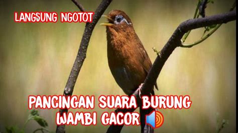 Pancingan Suara Burung Wambi Gacor Kicaumaniaindonesia Kicaumania