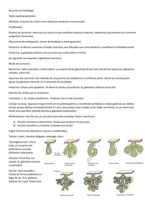 Tp Hombro Y Sus Articulaciones Anatom A Normal Unidad Did Ctica