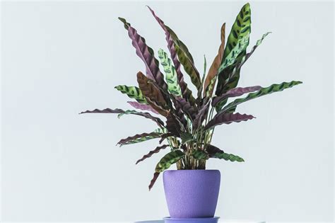 Rattlesnake Plant Calathea Lancifolia Care And Growing Guide