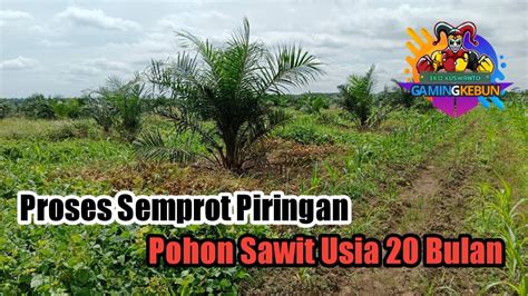 Proses Penyemprotan Piringan Sawit Usia 20 Bulan Youtube