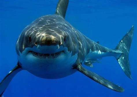 Fondo Escritorio Tiburon Tiburon Blanco Tiburones Imágenes De Tiburones