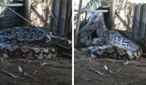 Impressionante Cobra Gigante Aparece Em Aldeia E Imagem Viraliza