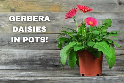 Growing Gerbera Daisies In Pots A Comprehensive Guide