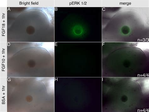 Fgf18 Beads Induce Erk Phosphorylation Fgf18 A C Beads Grafted