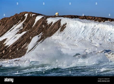 Eisbär Ursus Maritimus Polar Bear Seen In Storoya Svalbard Expedition