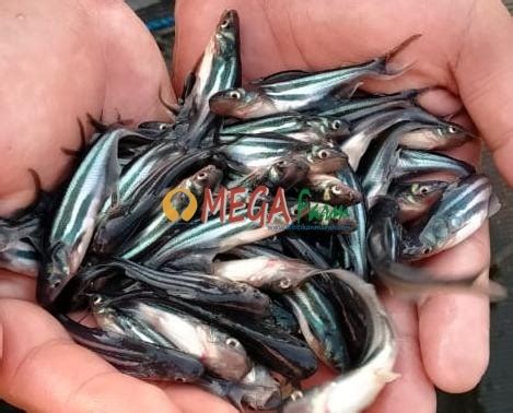 Jual Bibit Ikan Patin Harga Murah Siap Dikirim Bibit Ikan Murah