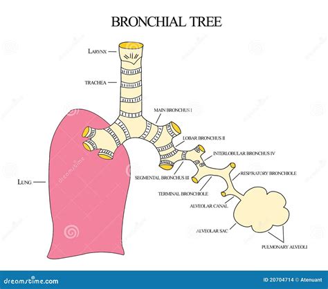 Bronchial Tree Left Main Bronchus Human Anatomy Cartoon Vector