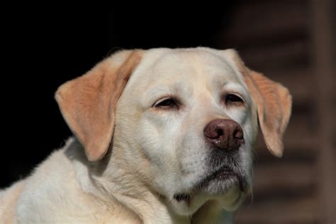 Labrador Retriever Uma Ra A De Cachorro Carinhosa E Inteligente