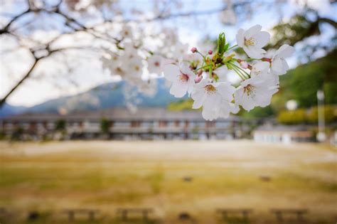 高畑桜の物語｜ここいろhiroshima｜広島