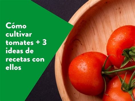 C Mo Cultivar Tomates Ideas De Recetas Con Ellos