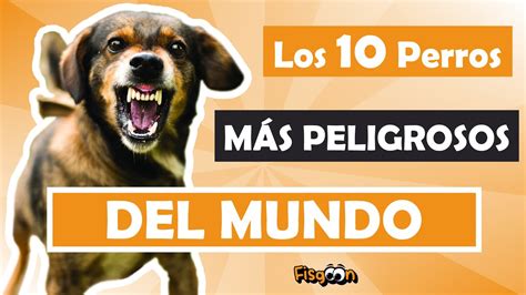 Los Perros Mas Peligrosos Del Mundo Youtube