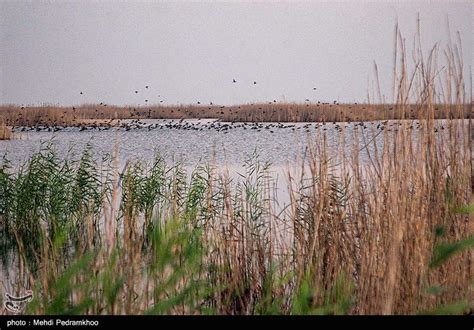 Grassroots Campaign In Iran Feeds Hungry Birds In Cold Weather Photo