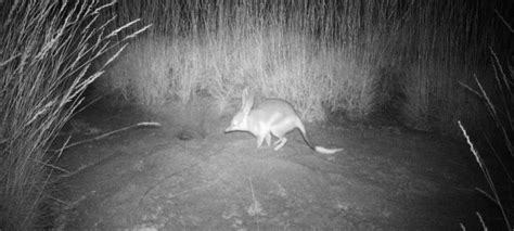 Designing A Best Practice Bilby Monitoring Program For Martu Rangers