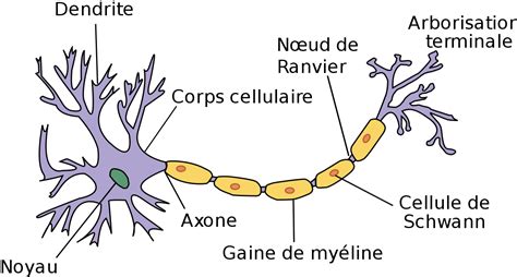 R Seaux De Neurones Tout Comprendre Blent Ai