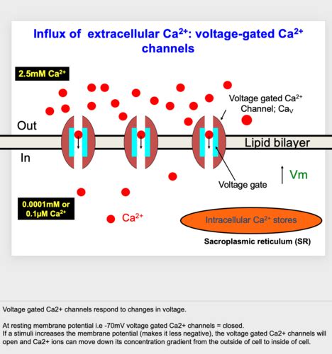 Resting Membrane Potential Flashcards Quizlet