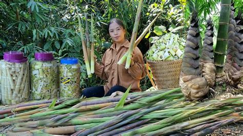 Harvest Super Small Bamboo Shoots Process Preserve Them To Make Sour