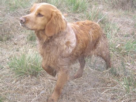 Chien Epagneul Breton Volka De La Haille Au Loup