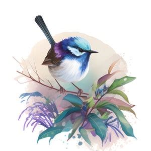 Watercolor Fairy Wren Bird Clipart Fairy Wren Png Cute Colorful Bird