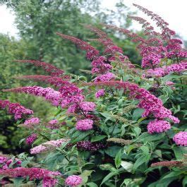 Buddleja Davidii Pink Delight Compre Barato Em Plantazon Pt