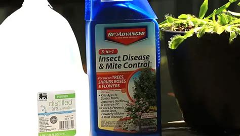 6 Best Insecticide For Mealybugs 2023 Preventive Guide