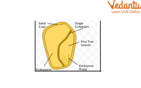 Dicot Embryo Learn Important Terms And Concepts