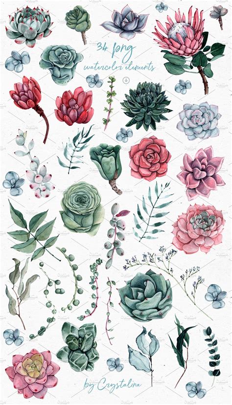 Watercolor Succulents 2 0 Flower Clipart Succulents Drawing Succulents Illustration