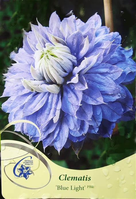Клематис, син кичест - Clematis 'Blue Light' - Градински център София ...