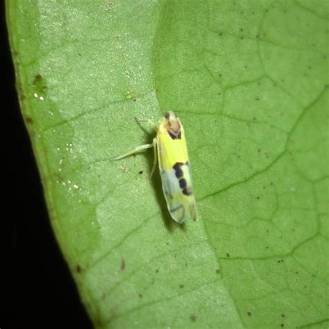 Genus Cenchrea · Inaturalist