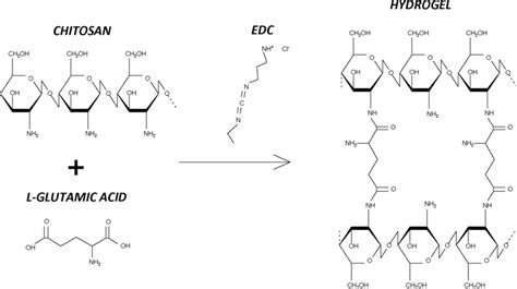 Chitosan Crosslinking Reaction Download Scientific Diagram