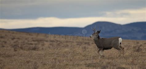Hills And Clouds Behind A Young Mule Deer Buck Stock Photo Image Of